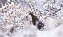 西藏純凈升級(jí)版環(huán)飛七日游